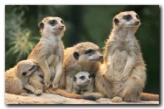 Wilhelma Stuttgart - Zoologischer Garten: Erdmännchen